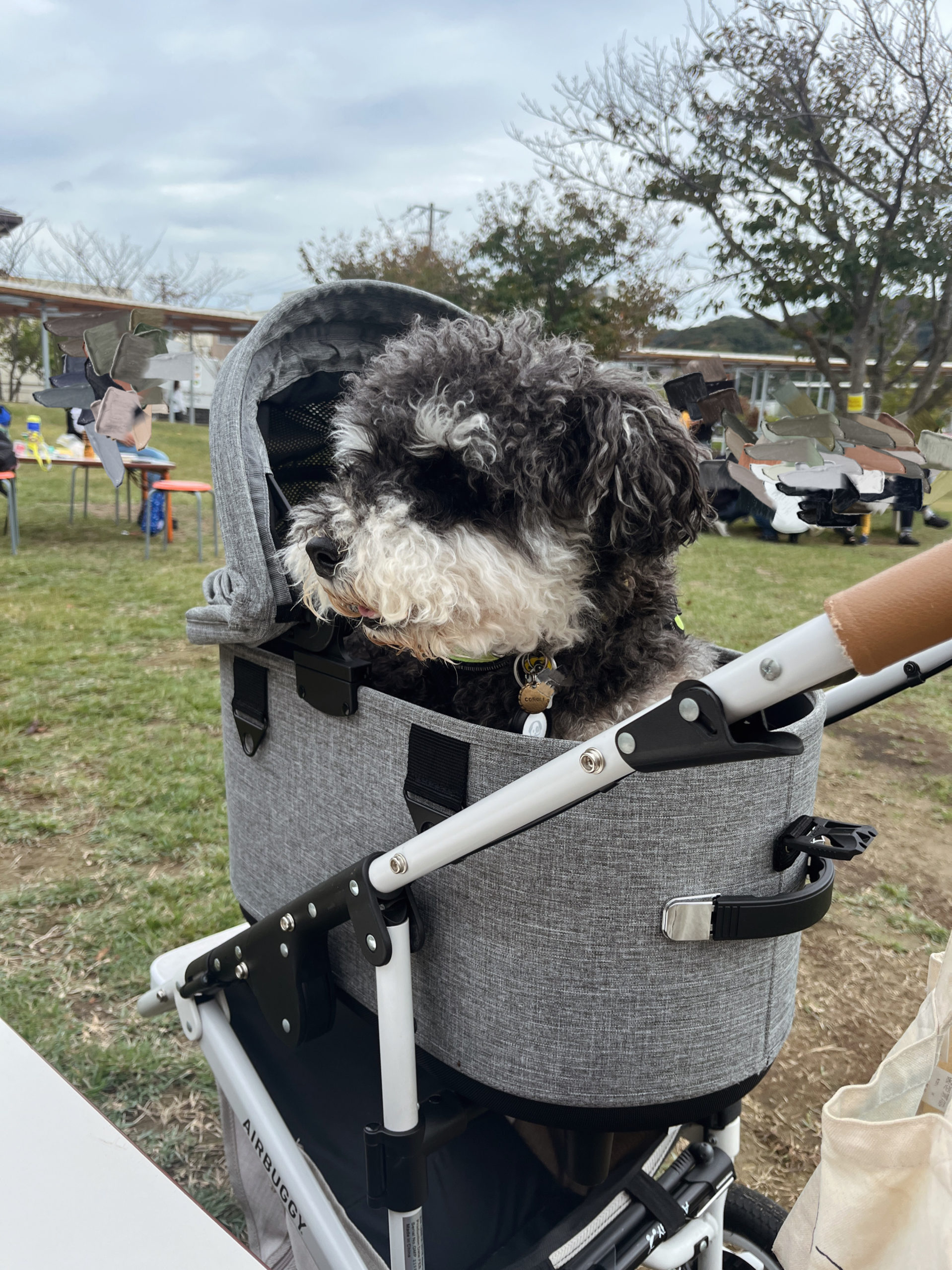 エアバギーの犬コット